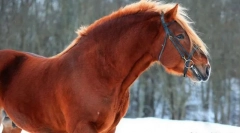 Съветския кон